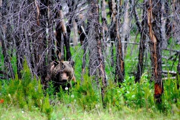 Alternative storytelling