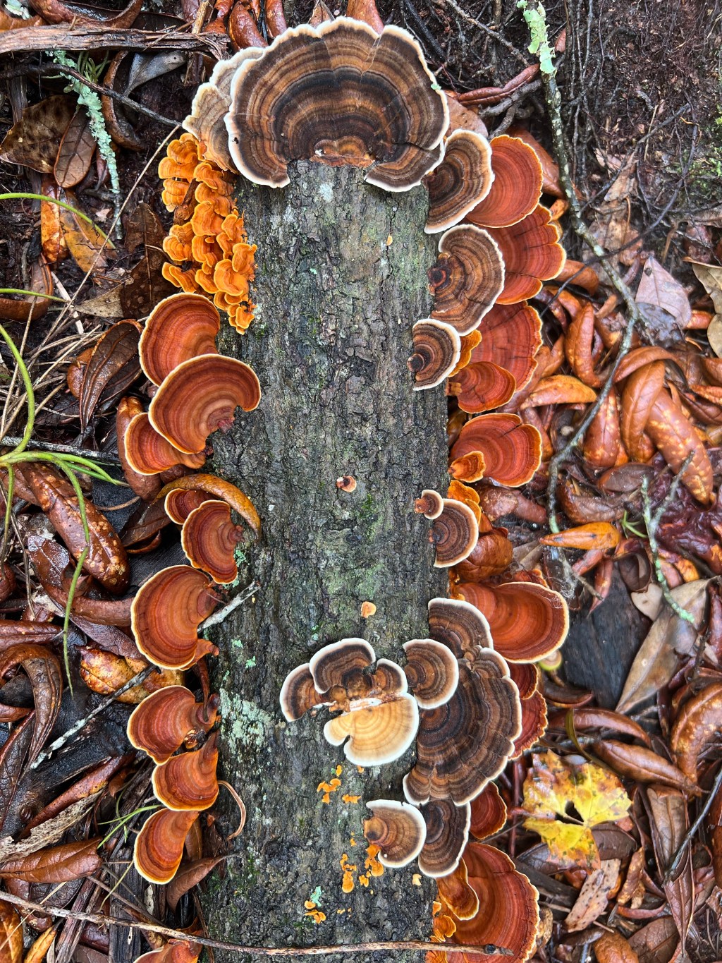 Alternative storytelling #17